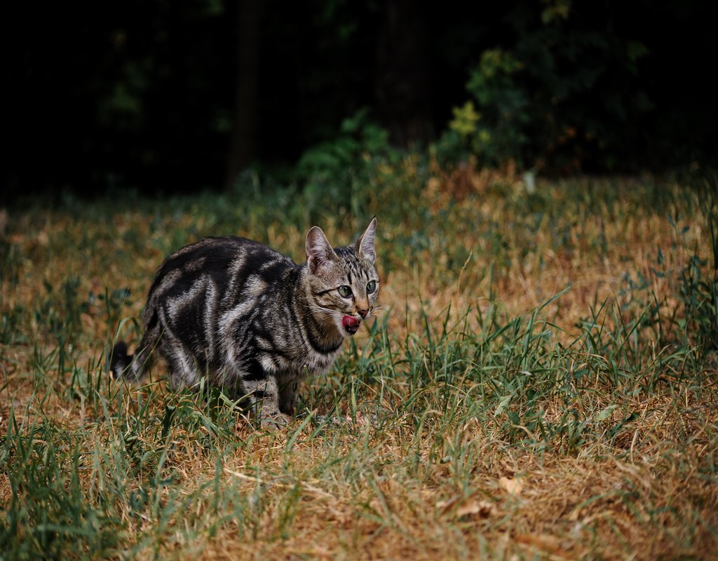 pets-swiper