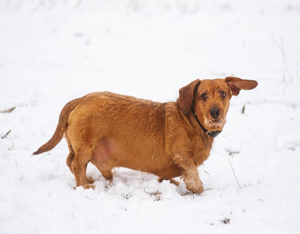 pets-swiper