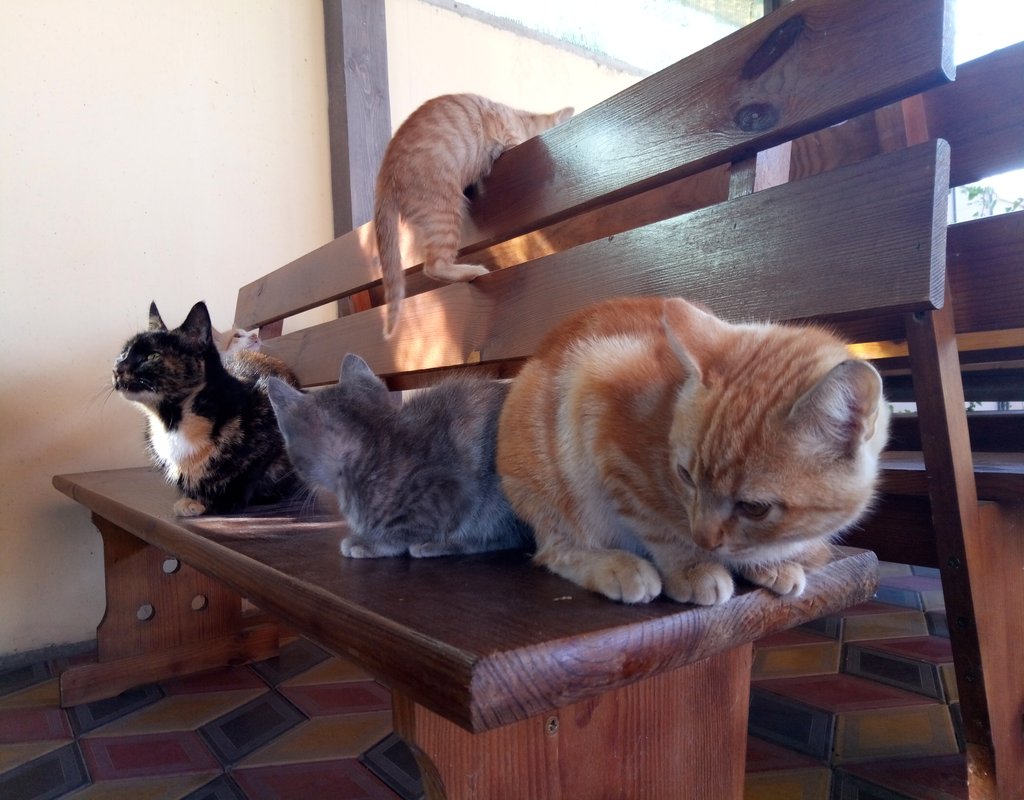 pets-swiper